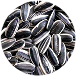 Semente dos girassois