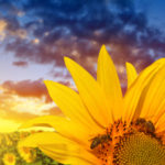 Coisas impressionantes sobre girassois