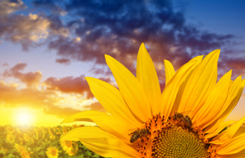 Coisas sobre o Girassol que você precisa saber