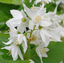 Foto Deutzia