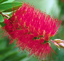 Foto escova de Garrafa