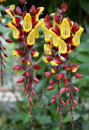 Thunbergia mysorensis