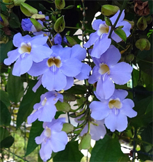 Thunbergia grandiflora