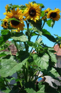 Girassol Arranha Céu