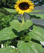 Girassol Gigante Americano