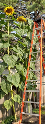 Girassol Mamute Russo