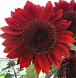 Girassol Moulin Rouge