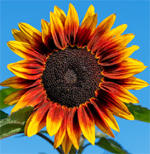 Girassol Pequeno Tigre