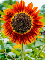 Girassol Sundance Kids