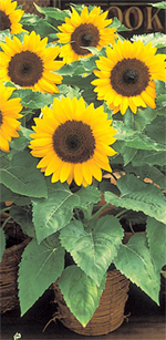 Girassol Sunny Smile