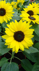 Girassol Suntastic Yellow