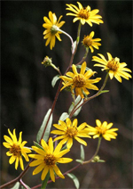 Girassol de Schweinitzii