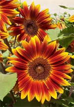 Girassol pequena Becka