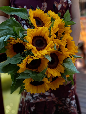 Espécies de Girassois