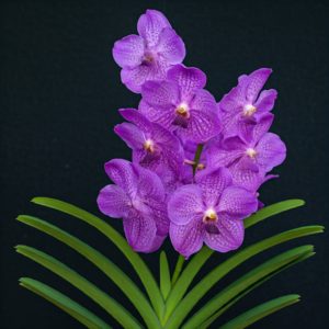 orquídea vanda