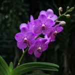 orquídea vanda
