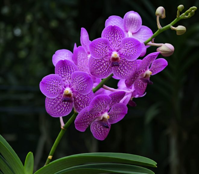 Orquídea Vanda: Beleza e Exuberância