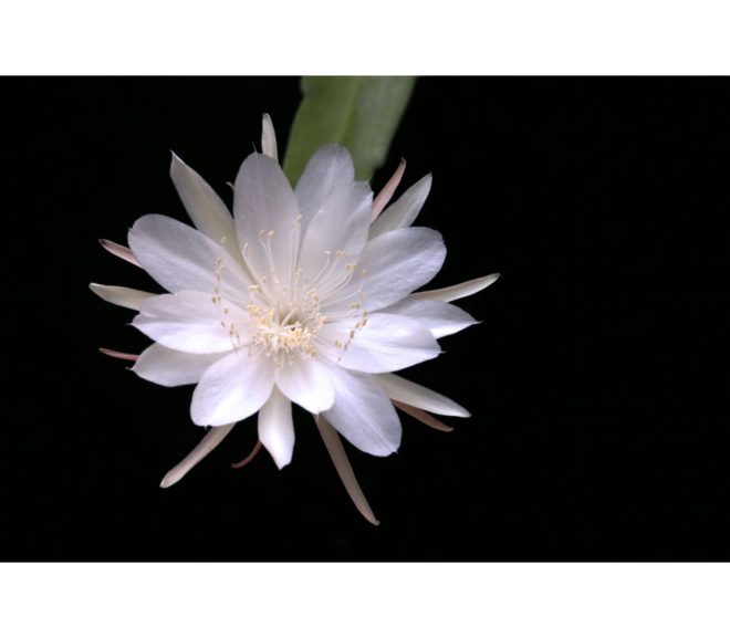 Kadupul: A dama da noite mais rara do mundo