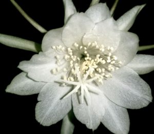 dama da noite - Flor Kadupul