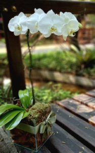 Entrega orquidea feng shui Barueri