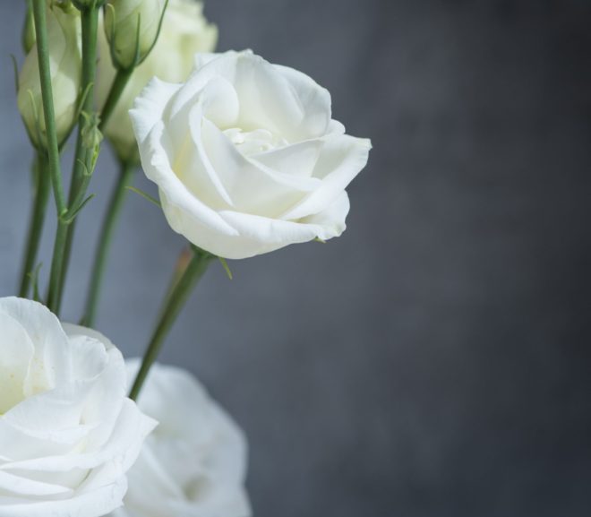 Lisianto: A Elegância Delicada em Forma de Flor