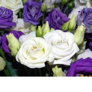 Lisianthus