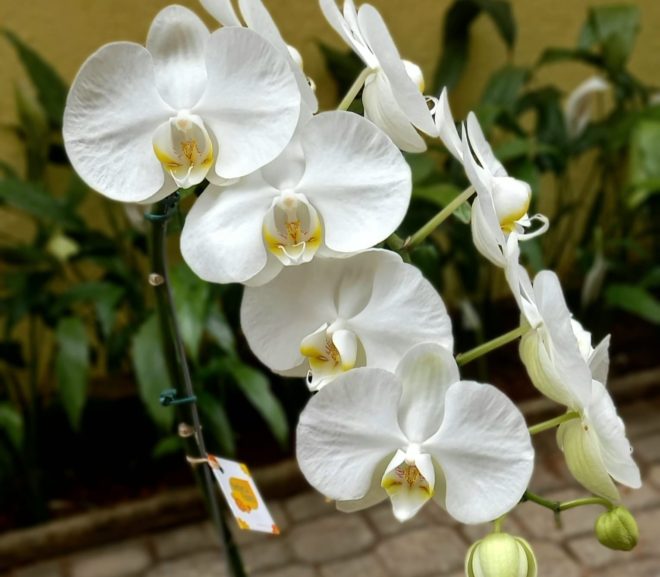Orquídea e Feng Shui: Beleza e Energias Positivas