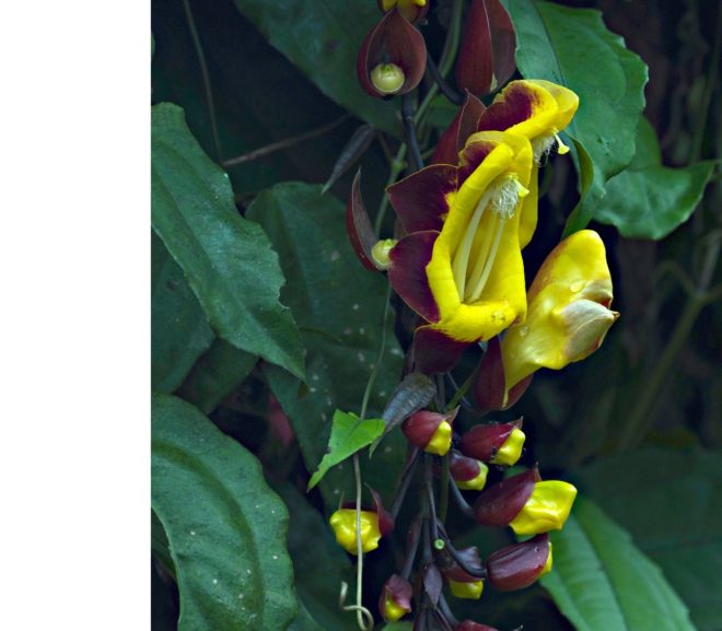 Tumbérgia: Flores que encantam seu Jardim