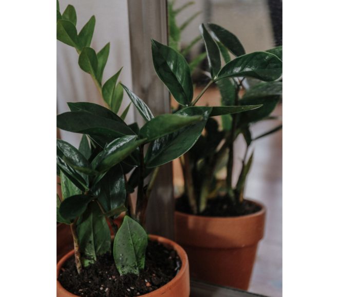 Zamioculca: Transforme Ambientes com Elegância