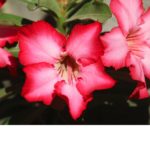 Rosa do Deserto
