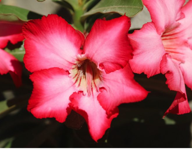 Rosa do Deserto: Guia sobre esta Flor Exótica