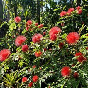 Calliandra ( Gemini Ai)