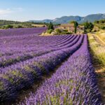 Lavandário - Gerado por Gemini Ai