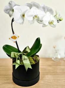 Orquídea Phalaenopsis branca em flower box preta para entrega em Alphaville e Tamboré