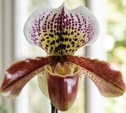 Orquídea Sapatinho Paphiopedilum