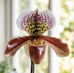 Orquídea Sapatinho Paphiopedilum