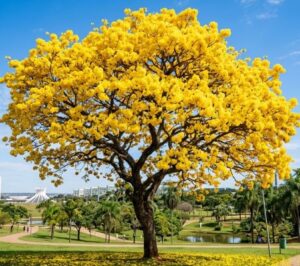 ipe amarelo arvore simbolo do brasil